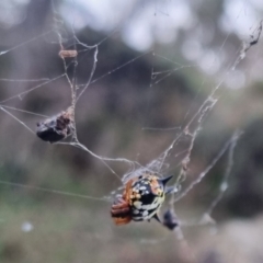 Austracantha minax at QPRC LGA - 2 Apr 2024