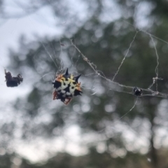 Austracantha minax at QPRC LGA - 2 Apr 2024