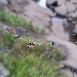 Austracantha minax at QPRC LGA - 2 Apr 2024