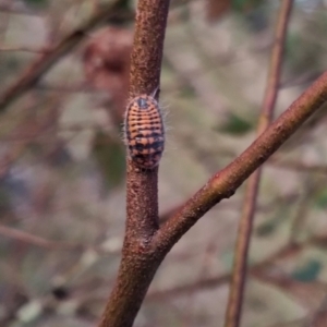 Monophlebulus sp. (genus) at QPRC LGA - suppressed