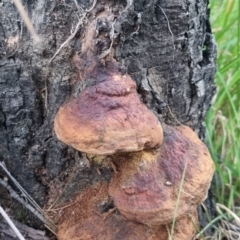 Unidentified Fungus at QPRC LGA - 2 Apr 2024 by clarehoneydove