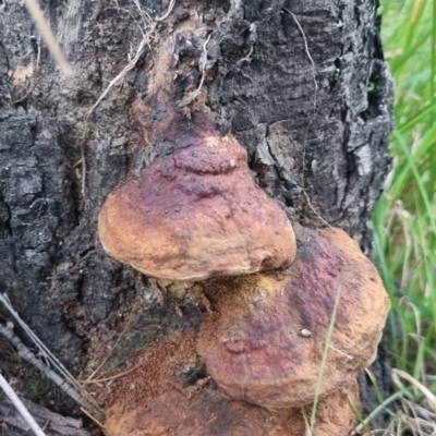 Unidentified Fungus at Bungendore, NSW - 2 Apr 2024 by clarehoneydove