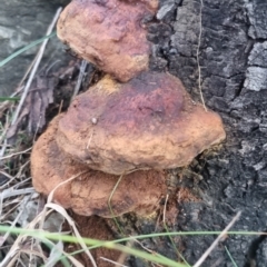 zz Polypore (shelf/hoof-like) at QPRC LGA - 2 Apr 2024