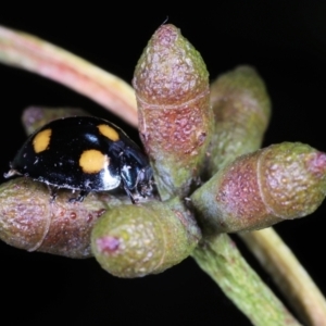 Orcus australasiae at Moncrieff, ACT - 27 May 2022 02:26 PM