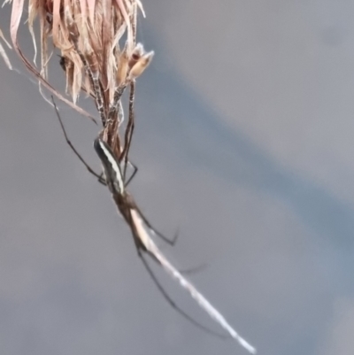 Tetragnatha demissa (Crouching Long-jawed Spider) at QPRC LGA - 2 Apr 2024 by clarehoneydove