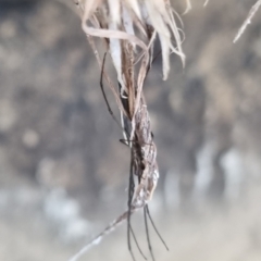 Tetragnatha demissa at QPRC LGA - suppressed