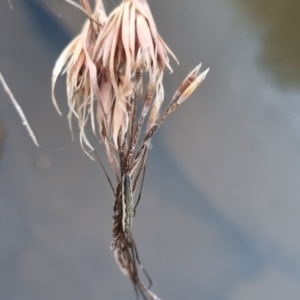 Tetragnatha demissa at QPRC LGA - suppressed