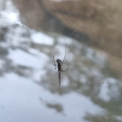 Tetragnatha demissa at QPRC LGA - 2 Apr 2024