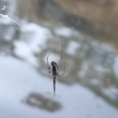 Tetragnatha demissa at QPRC LGA - suppressed