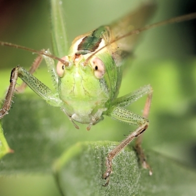 Conocephalus semivittatus (Meadow katydid) at Moncrieff, ACT - 9 Nov 2021 by smithga