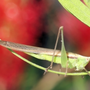 Conocephalus semivittatus at Moncrieff, ACT - suppressed