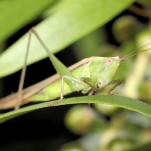 Conocephalus semivittatus at Moncrieff, ACT - suppressed