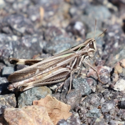 Unidentified Grasshopper (several families) at Duffy, ACT - 2 Apr 2024 by RodDeb