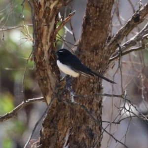 Rhipidura leucophrys at Duffy, ACT - 2 Apr 2024