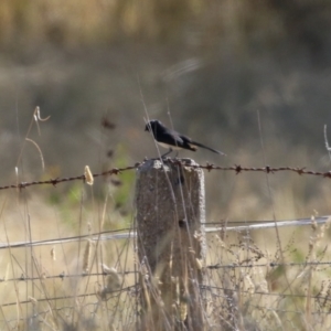 Rhipidura leucophrys at Duffy, ACT - 2 Apr 2024