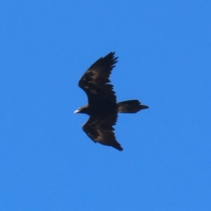 Aquila audax at Coombs Ponds - 2 Apr 2024 02:10 PM