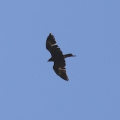 Aquila audax at Coombs Ponds - 2 Apr 2024 02:10 PM