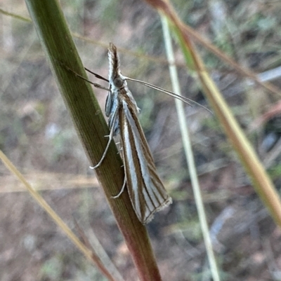 Hednota species near grammellus (Pyralid or snout moth) at Ainslie, ACT - 23 Mar 2024 by Pirom