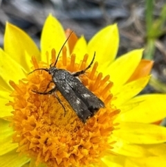 Eretmocera (genus) (Scythrididae family) at Mount Majura - 29 Mar 2024 by Pirom