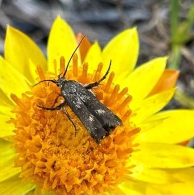 Eretmocera (genus) (Scythrididae family) at Mount Majura - 29 Mar 2024 by Pirom