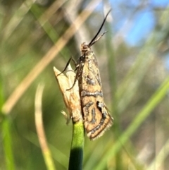 Glyphipterix cyanochalca (A sedge moth) at Hackett, ACT - 29 Mar 2024 by Pirom