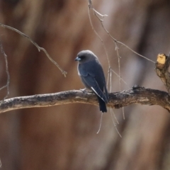 Artamus cyanopterus cyanopterus (Dusky Woodswallow) at Duffy, ACT - 2 Apr 2024 by RodDeb