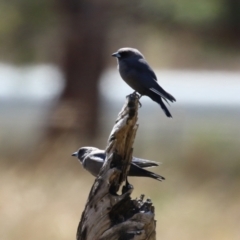 Artamus cyanopterus at Duffy, ACT - 2 Apr 2024