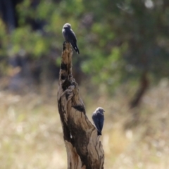 Artamus cyanopterus at Duffy, ACT - 2 Apr 2024