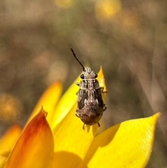 Nysius sp. (genus) (Seed bug) at Hackett, ACT - 29 Mar 2024 by Pirom