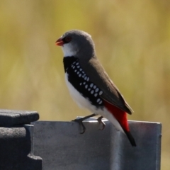 Stagonopleura guttata (Diamond Firetail) at Duffy, ACT - 2 Apr 2024 by RodDeb