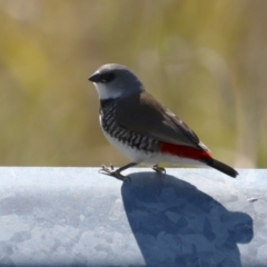 Stagonopleura guttata at Duffy, ACT - 2 Apr 2024