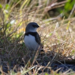 Stagonopleura guttata at Duffy, ACT - 2 Apr 2024