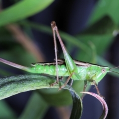 Conocephalus semivittatus at Moncrieff, ACT - 4 May 2022