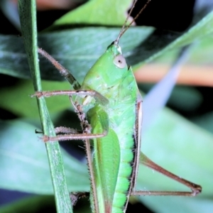 Conocephalus semivittatus at Moncrieff, ACT - 4 May 2022