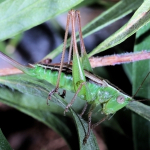 Conocephalus semivittatus at Moncrieff, ACT - 4 May 2022