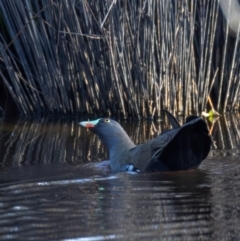 Tribonyx ventralis (Black-tailed Native-hen) at MFL012: Near Bird Site 8 - 21 Feb 2024 by BenHarvey