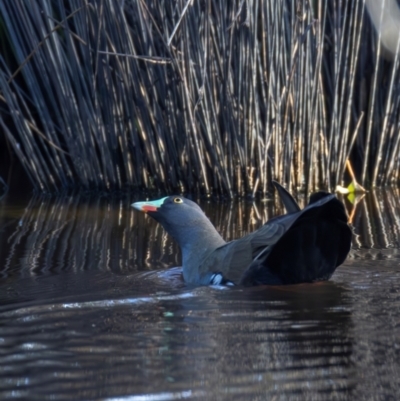 Tribonyx ventralis (Black-tailed Nativehen) at Throsby, ACT - 21 Feb 2024 by BenHarvey