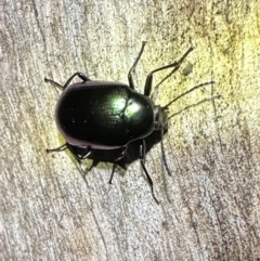 Chalcopteroides columbinus (Rainbow darkling beetle) at Tennent, ACT - 25 Mar 2024 by Pirom