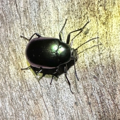 Chalcopteroides columbinus (Rainbow darkling beetle) at Tennent, ACT - 25 Mar 2024 by Pirom