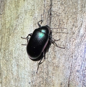 Chalcopteroides columbinus at Namadgi National Park - 25 Mar 2024 07:43 PM