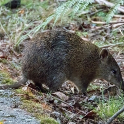 Isoodon obesulus obesulus (Southern Brown Bandicoot) at Paddys River, ACT - 1 Apr 2024 by Cmperman