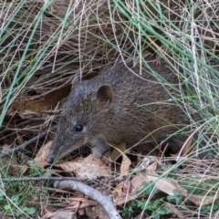 Isoodon obesulus obesulus at Tidbinbilla Nature Reserve - 1 Apr 2024