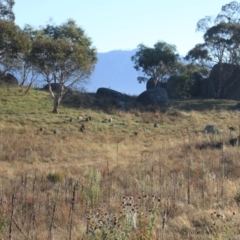 Sus scrofa (Pig (feral)) at Rendezvous Creek, ACT - 29 Mar 2024 by VanceLawrence