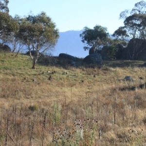 Sus scrofa at Namadgi National Park - 30 Mar 2024