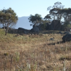 Sus scrofa at Namadgi National Park - 30 Mar 2024