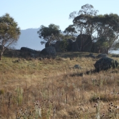 Sus scrofa at Namadgi National Park - 30 Mar 2024