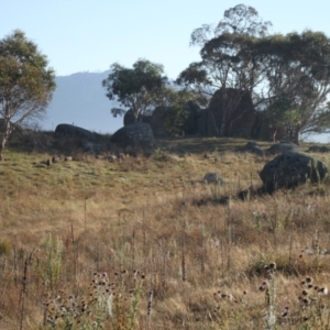 Sus scrofa at Namadgi National Park - 30 Mar 2024