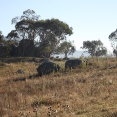 Sus scrofa at Namadgi National Park - 30 Mar 2024