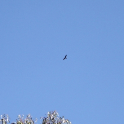 Aquila audax (Wedge-tailed Eagle) at Rendezvous Creek, ACT - 29 Mar 2024 by VanceLawrence