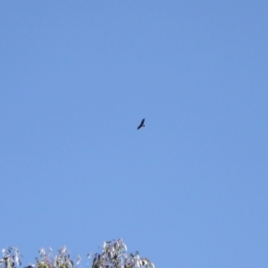 Aquila audax at Namadgi National Park - 30 Mar 2024